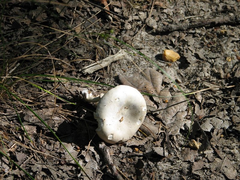 2009 07 Myco Gros taillis 02